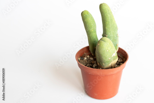 Penis cactus trichocereus isolated on white background with copy space photo