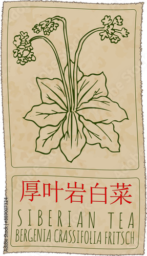 Vector drawing SIBERIAN TEA in Chinese. Hand drawn illustration. The Latin name is BERGENIA CRASSIFOLIA FRITSCH.
