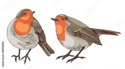 Robin birds hand drawn illustration