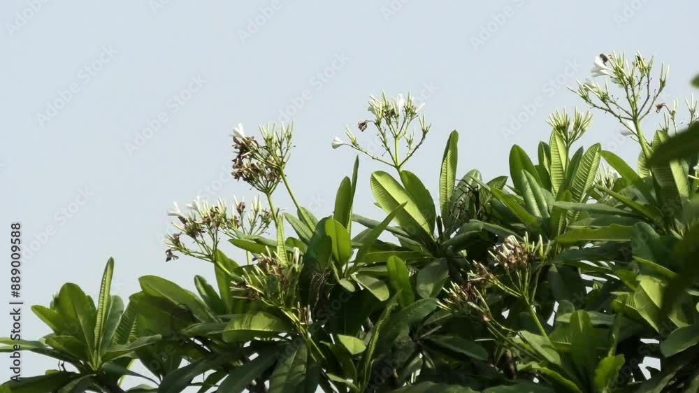 Garden plant with white flowers swaying in the breeze Garden plant with white flowers swaying in the breeze