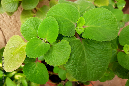 Leaves of Medicinal Plant Ajwain photo