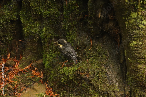 Fototapeta Naklejka Na Ścianę i Meble -  a small chick on a root among the moss in the Bieszczady Mountains
