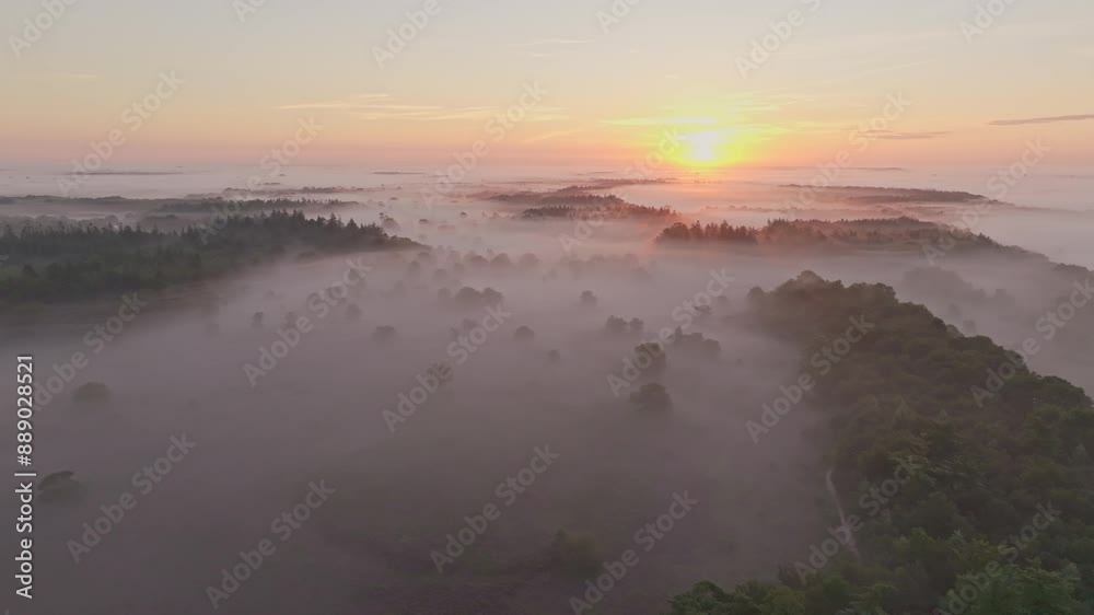 Aerial view of foggy forest with purple heather at sunrise, Bakkeveen, Friesland, Netherlands. Aerial view of foggy forest with purple heather at sunrise, Bakkeveen, Friesland, Netherlands.
