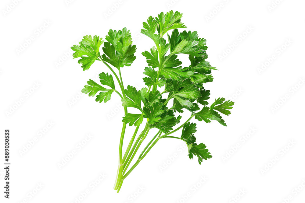 Parsley isolated on transparent background Parsley isolated on transparent background