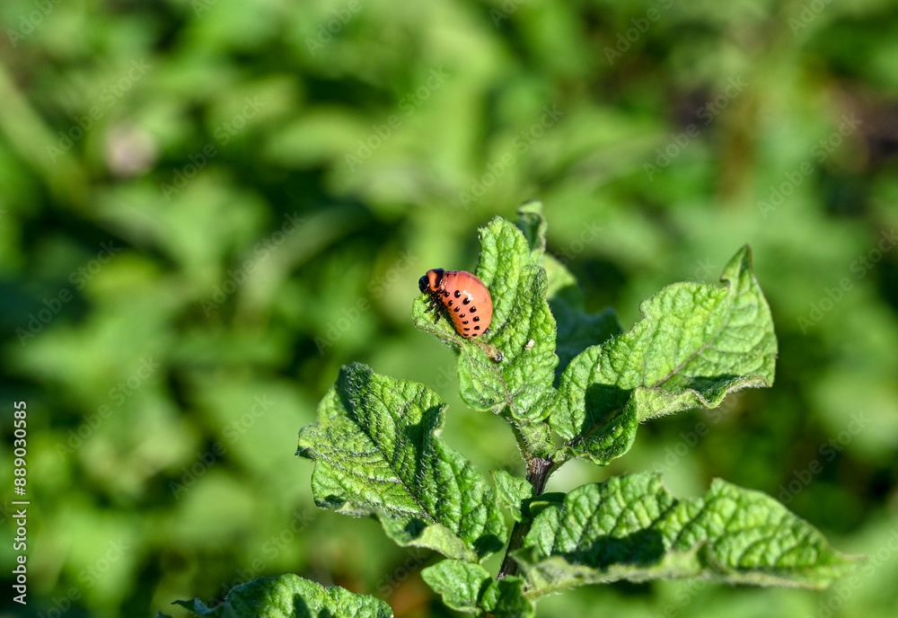 Larvae of potato beetle eating leaves. Colorado Potato Beetle on leaf of a potato. Potato bug on green leaves in the field. Leptinotarsa Decemlineata. Larvae of potato beetle eating leaves. Colorado Potato Beetle on leaf of a potato. Potato bug on green leaves in the field. Leptinotarsa Decemlineata.