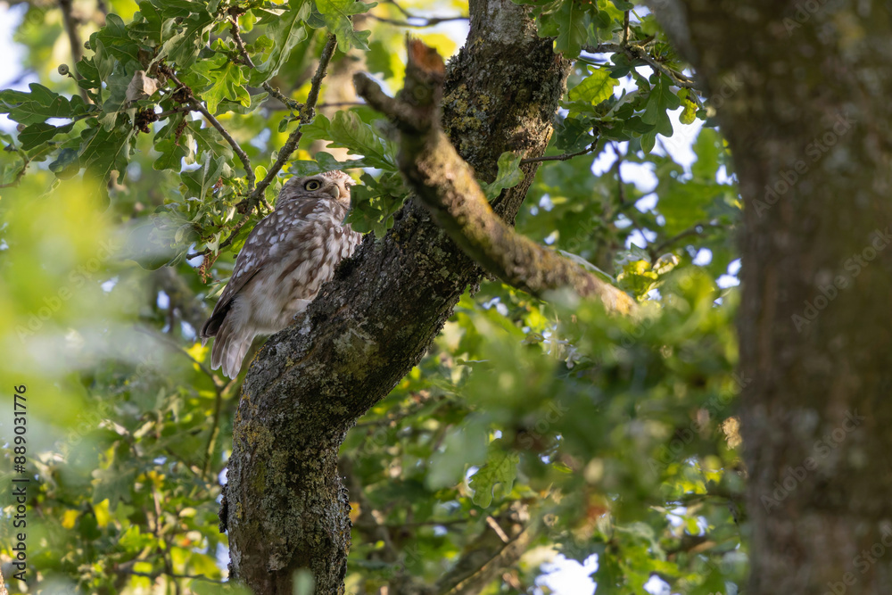 Little Owl Athene noctua in an oak-tree in the evening Little Owl Athene noctua in an oak-tree in the evening
