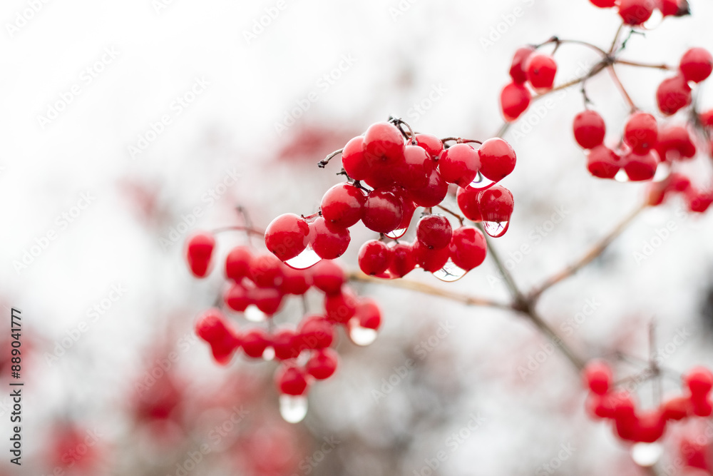 Viburnum branch with wet red berries in rainy weather Viburnum branch with wet red berries in rainy weather