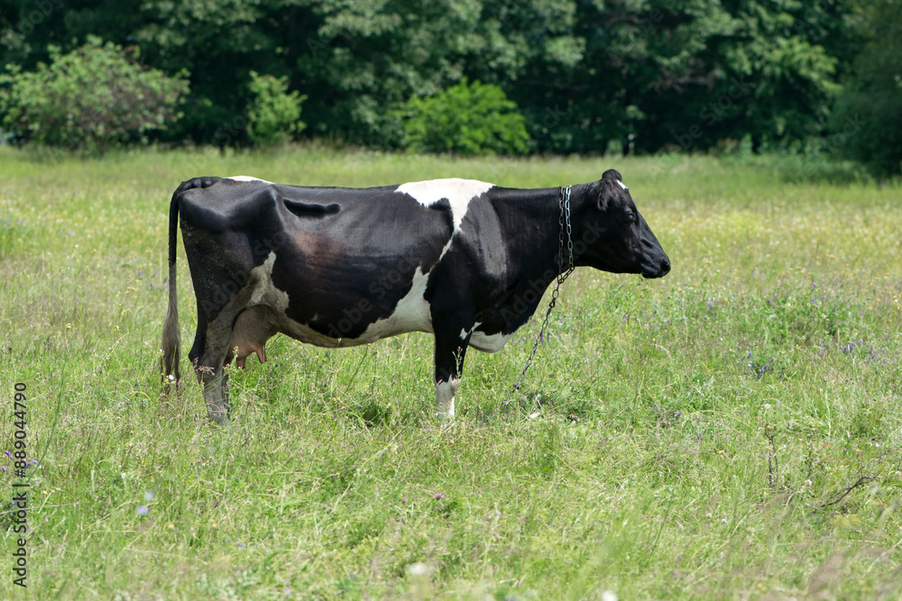 cow. Dairy cow in the pasture. black young cow, stands on green grass. spring day. milk farm. home animal. cattle. the cow is grazing in the meadow. close-up. black and white animal in green grass cow. Dairy cow in the pasture. black young cow, stands on green grass. spring day. milk farm. home animal. cattle. the cow is grazing in the meadow. close-up. black and white animal in green grass