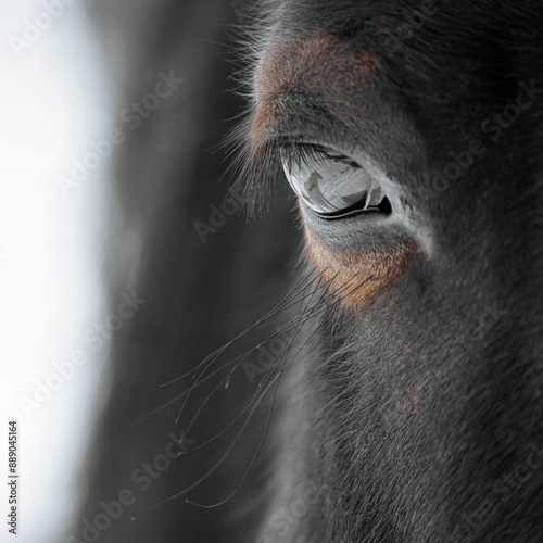 A detailed closeup view of a horses eye depicting exquisite beauty and emotional expression
