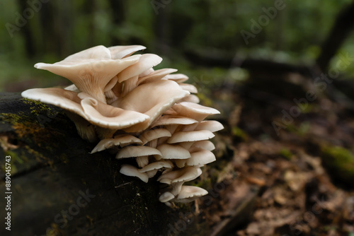 Group of flavorful Pleurotus ostreatus mushrooms colonizing a moss and lichen-laden fallen tree in the woodland. photo