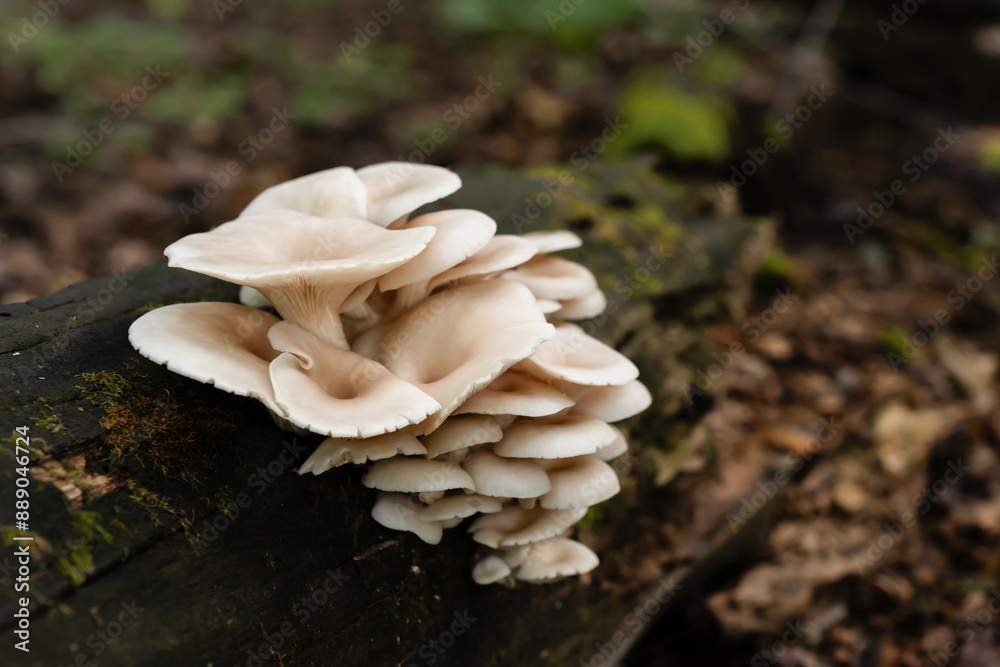 Close-up view of the edible Pleurotus ostreatus mushrooms sprouting from a lichen-coated fallen log. Close-up view of the edible Pleurotus ostreatus mushrooms sprouting from a lichen-coated fallen log.