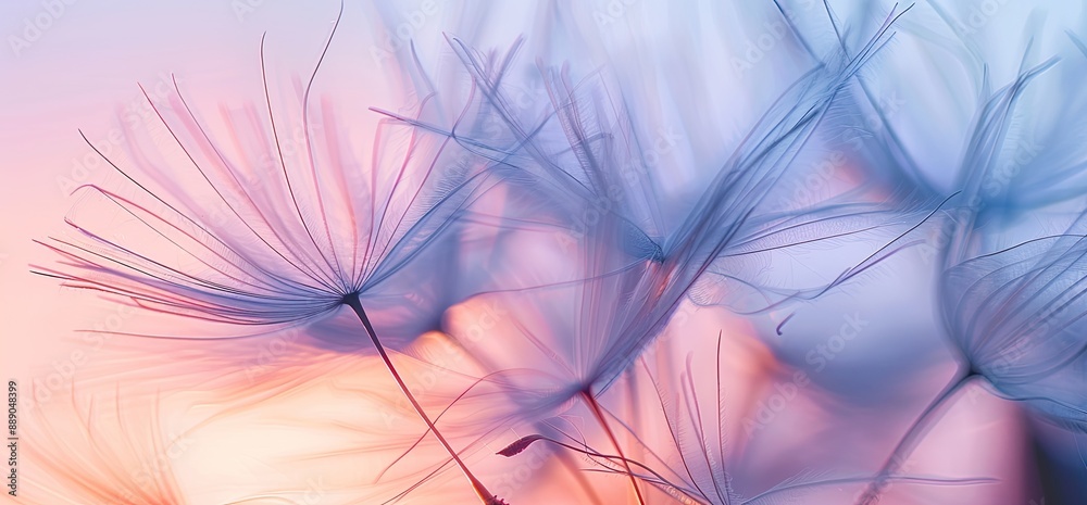 Dandelion Seeds in Soft Focus Dandelion Seeds in Soft Focus