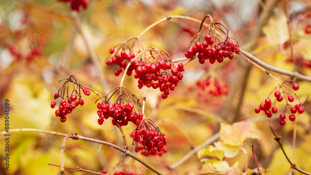 Viburnum branch with red berries and yellow leaves on a sunny autumn day Viburnum branch with red berries and yellow leaves on a sunny autumn day
