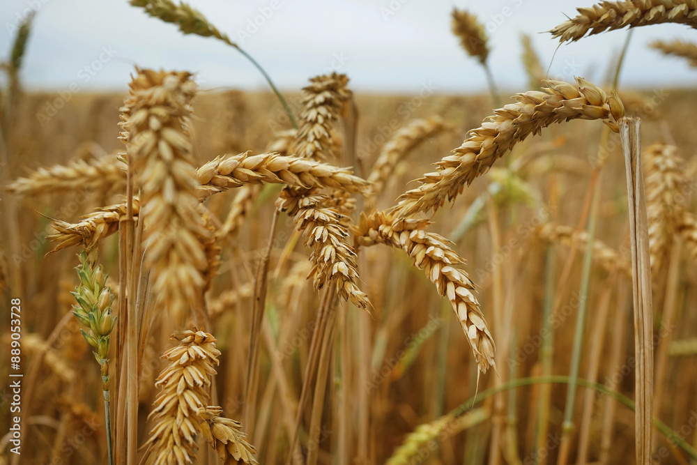 Wheat field close-up in non-sunny weather Wheat field close-up in non-sunny weather