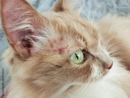 Allergy on the face of a beige cat close-up.