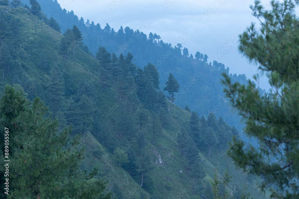 Obraz premium Mountainside covered in fog with lush green pine trees growing on the hills