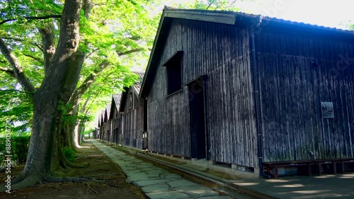 ケヤキ・野鳥の囀り・山居倉庫（山形県・酒田市）