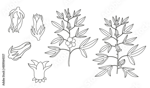 Red Roselle fruit, branch with leaves and flower (Jamaica sorrel, Rozelle or hibiscus sabdariffa ). Hand drawn vector illustration on isolated background. Ink sketch with tropical plant Sudanese rose