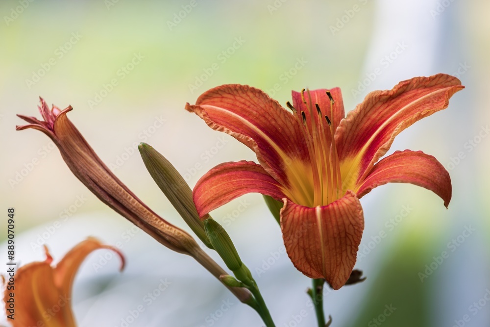 orange tiger lily