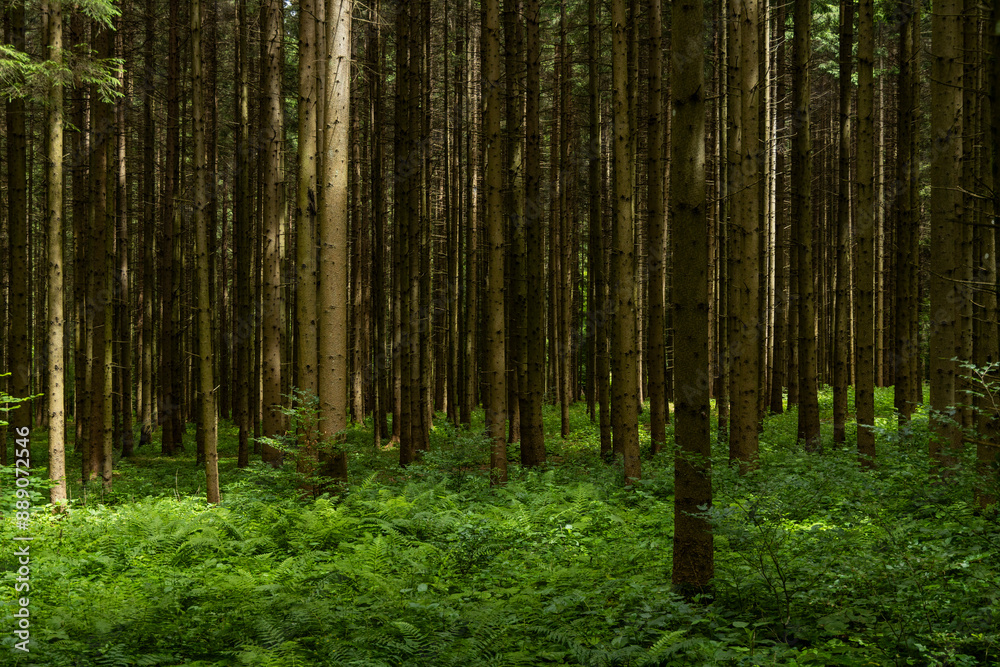 Fototapeta premium Enchanting forest with lush trees, sunbeams filtering through the foliage, and a peaceful atmosphere. A perfect natural escape, rich in biodiversity, serenity, and the magic of the wild