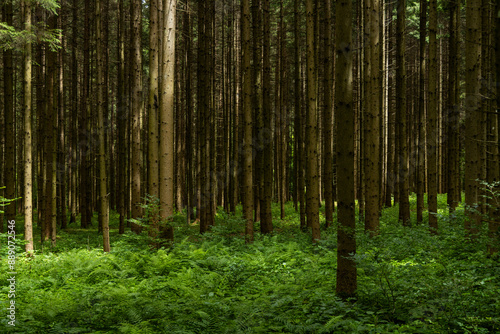 Enchanting forest with lush trees, sunbeams filtering through the foliage, and a peaceful atmosphere. A perfect natural escape, rich in biodiversity, serenity, and the magic of the wild
