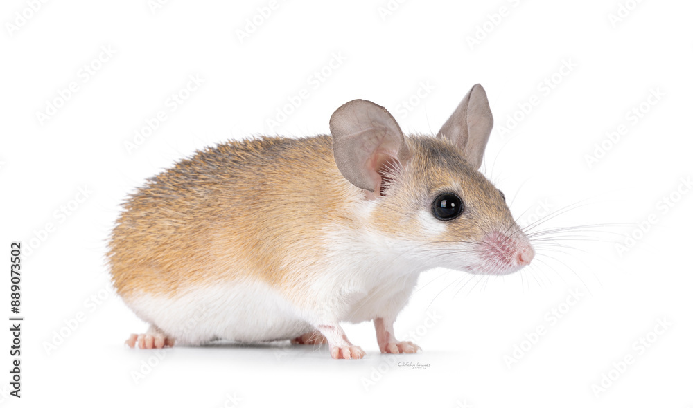 Cute light brown Cairo spiny mouse aka acomys cahirinus, standing diagonal. Looking straight ahead beside camera. Isolated on a white background. Cute light brown Cairo spiny mouse aka acomys cahirinus, standing diagonal. Looking straight ahead beside camera. Isolated on a white background.
