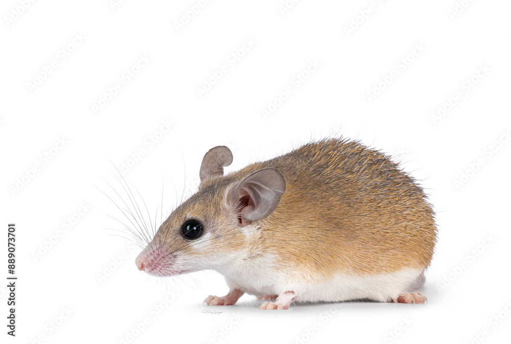 Cute light brown Cairo spiny mouse aka acomys cahirinus, standing side ways. Looking straight ahead side ways showing profile. Isolated on a white background. Cute light brown Cairo spiny mouse aka acomys cahirinus, standing side ways. Looking straight ahead side ways showing profile. Isolated on a white background.