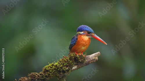 Blue-eared kingfisherBlue-eared Kingfisher - Alcedo meninting, small beautiful colored kingfisher from Asia river banks, mangroves and evergreen forest photo