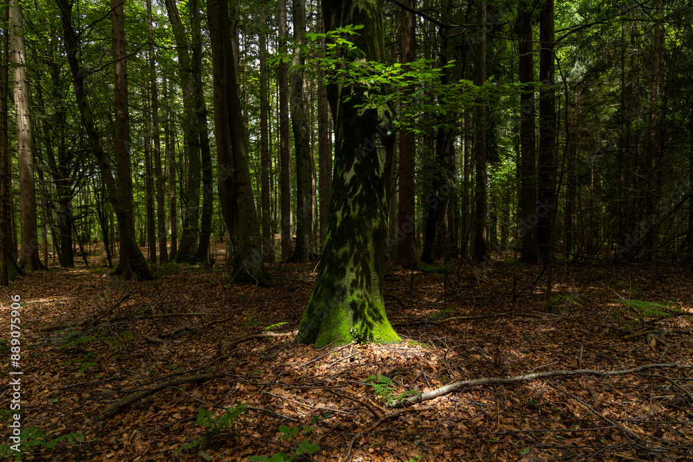 Obraz premium Enchanting forest with lush trees, sunbeams filtering through the foliage, and a peaceful atmosphere. A perfect natural escape, rich in biodiversity, serenity, and the magic of the wild