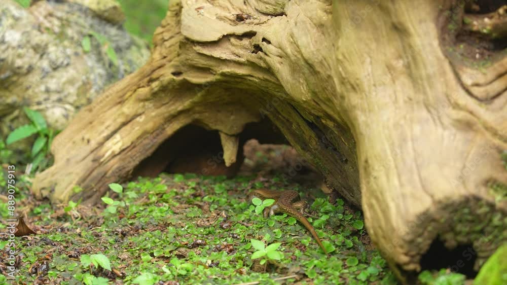 Garden lizard are one of the most common types of lizards found in Indonesia hiding under the wood Garden lizard are one of the most common types of lizards found in Indonesia hiding under the wood
