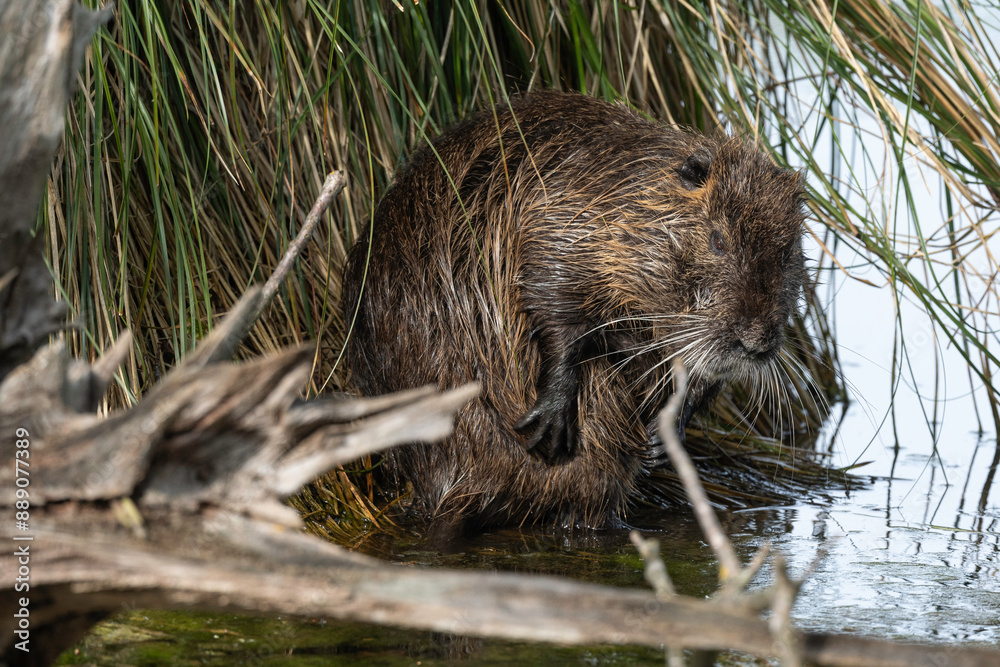 Ragondin,  Myocastor coypus