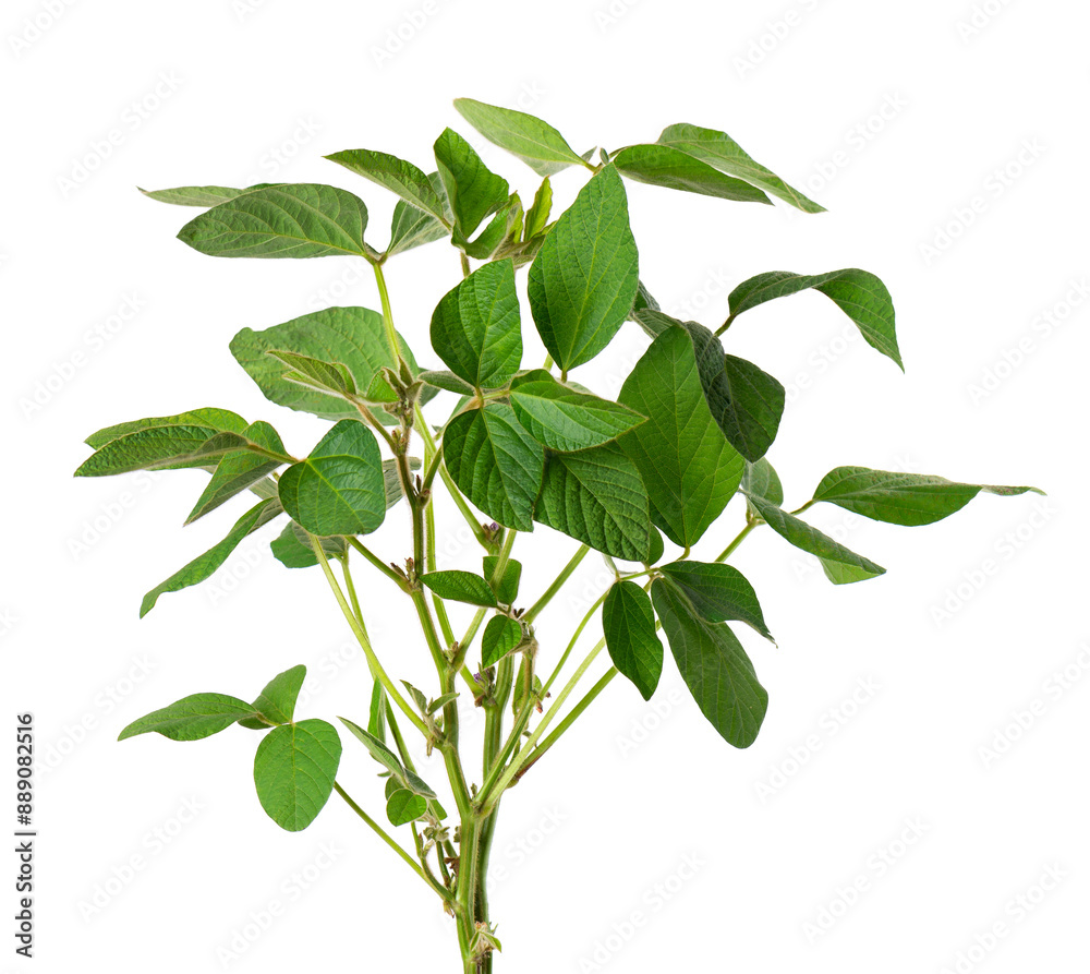 Fototapeta premium Green soybean bush isolated on white background. Soy bean plant.