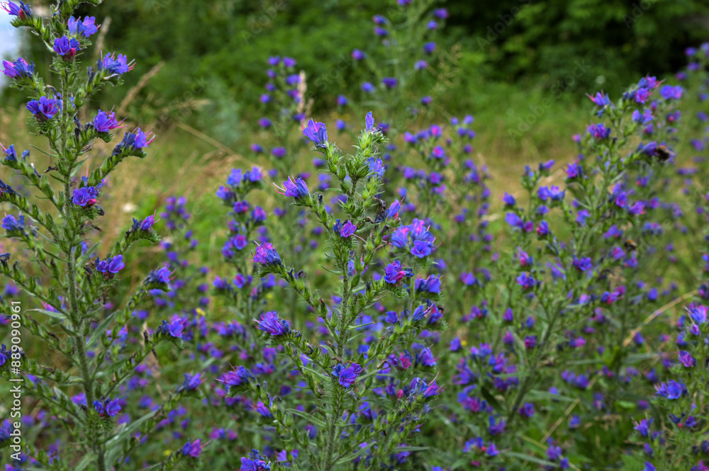 Fototapeta premium Blueweed flowers (Echium vulgare)