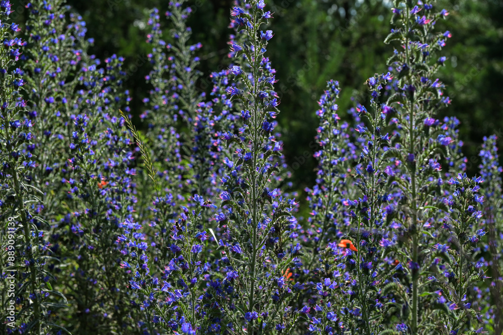 Obraz premium Blueweed flowers (Echium vulgare)