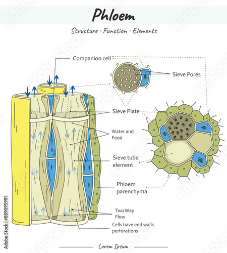 Phloem Function Illustration with text