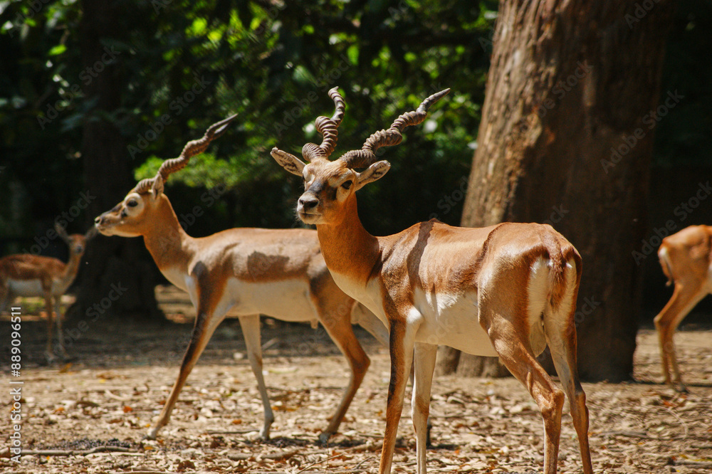 The blackbuck (Antilope cervicapra), the Indian antelope Male in zoo in India The blackbuck (Antilope cervicapra), the Indian antelope Male in zoo in India