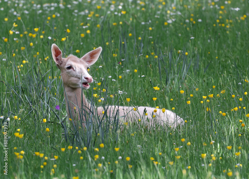 Close up of a female fallow deer (Dama dama) eating grass while she lays down. Portrait of a beautiful white deer feeding in a colorful field of purple and yellow flowers. Albino fallow deer, Spain. photo