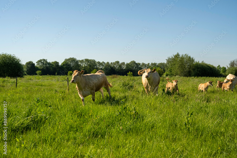 Herd of cows grazing peacefully in a green field on a sunny day. Herd of cows grazing peacefully in a green field on a sunny day.