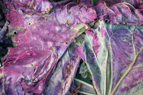 Fresh purple cabbage leaves with natural textures and subtle green veins. photo