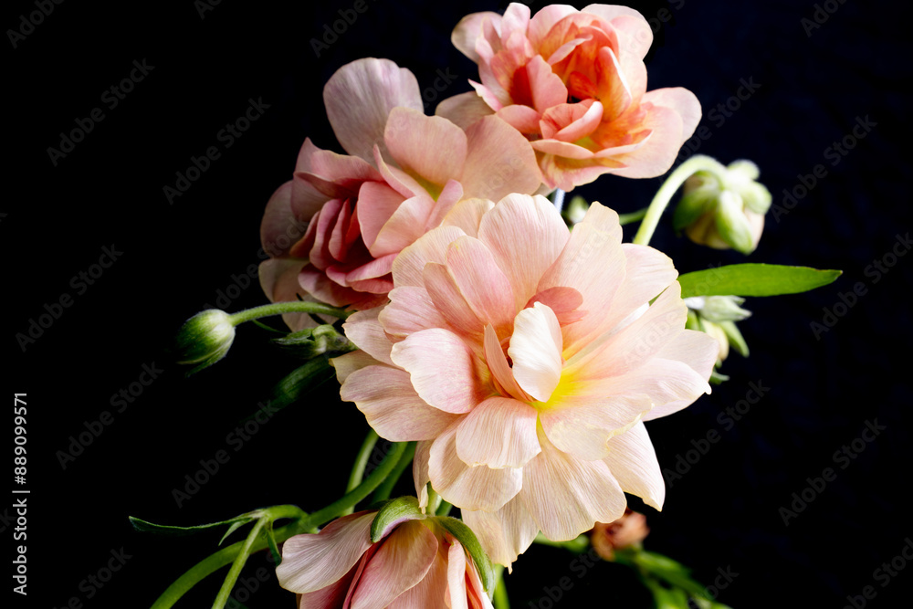 Fototapeta premium Creative pink Flower arrangement on black background, ranunculus butterfly