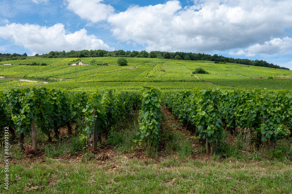 Green grand cru and premier cru vineyards with cross and rows of pinot noir grapes plants in Cote de nuits, making of famous red and white Burgundy wine in Burgundy region, Vosne-Romanee village Green grand cru and premier cru vineyards with cross and rows of pinot noir grapes plants in Cote de nuits, making of famous red and white Burgundy wine in Burgundy region, Vosne-Romanee village