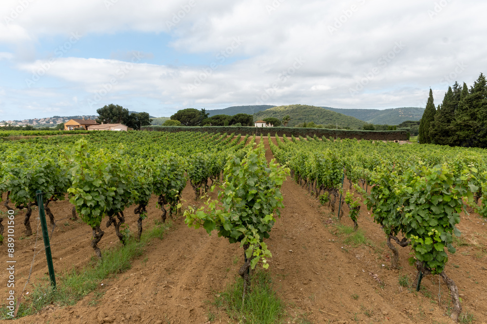 Rows of wine grapes plants on vineyards in south of France near Saint-Tropez and Gassin, rose wine making
