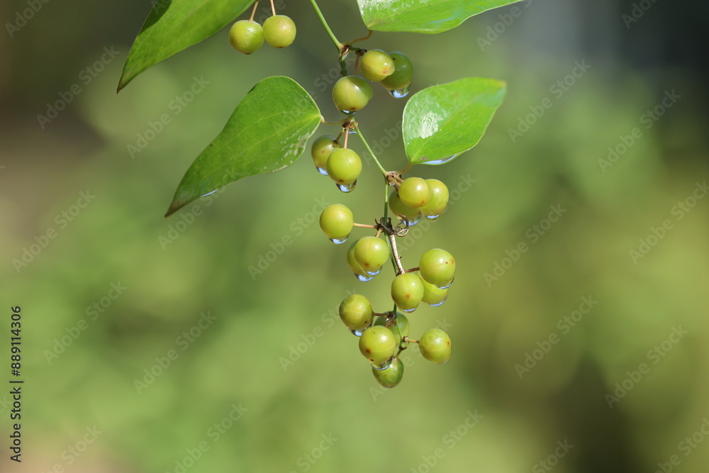 Smilax aspera is a perennial, evergreen climber with a flexible and delicate stem, with sharp thorns Smilax aspera is a perennial, evergreen climber with a flexible and delicate stem, with sharp thorns