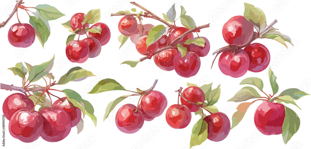 plum watercolor clipart plum watercolor clipart