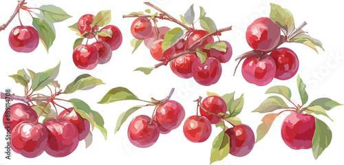 plum watercolor clipart
