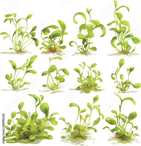 alfalfa sprout watercolor clipart