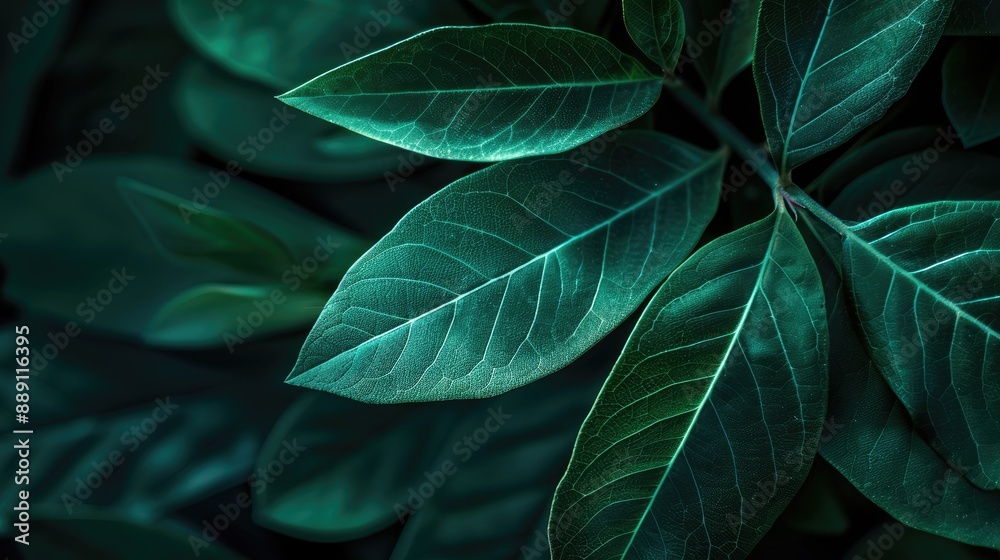 Obraz premium Dark green leaf closeup in garden with copy space for fresh wallpaper concept