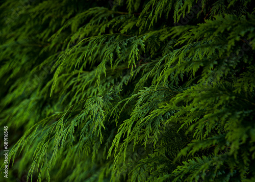 green pine leaves texture