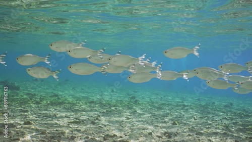 School of Barred flagtail, Fiveband flagtail or Five-bar flagtail (Kuhlia mugil) floats in blue water on bright sunny day in sunrays, Slow motion photo