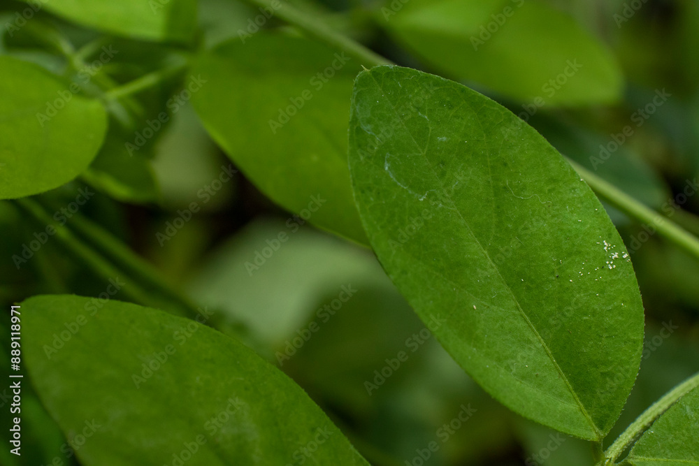Green foliage Green foliage